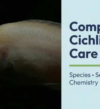 Complete cichlid care guide showing African Mbuna, South American, and Central American aquarium setups