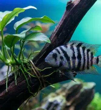 Healthy cichlid swimming peacefully with live Anubias plants attached to rock in a planted aquarium